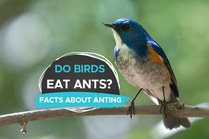 birds eat ants