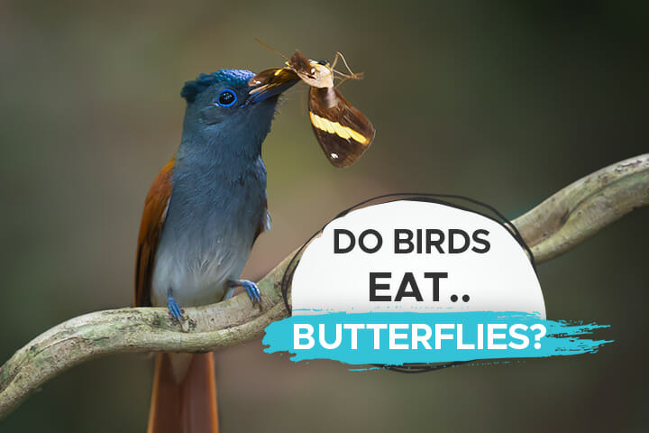 birds eat butterflies