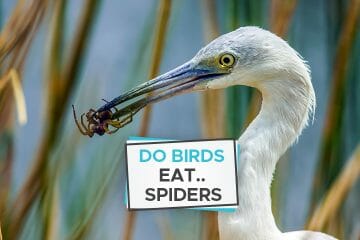 birds eat spiders