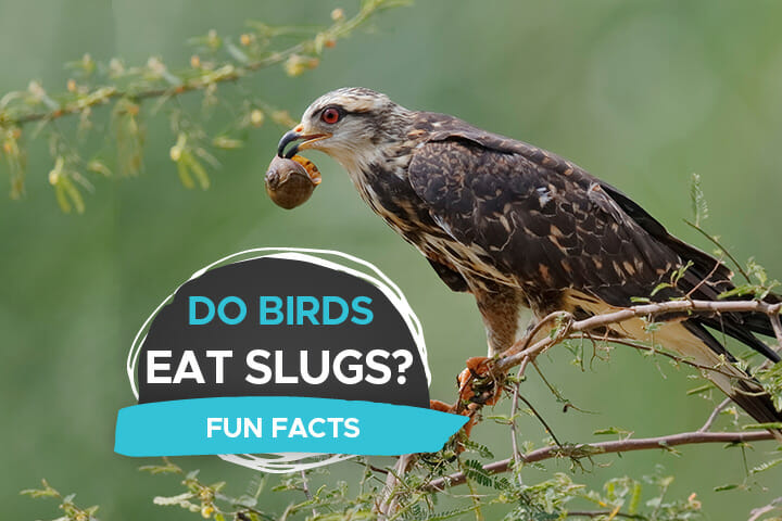 birds eat slugs
