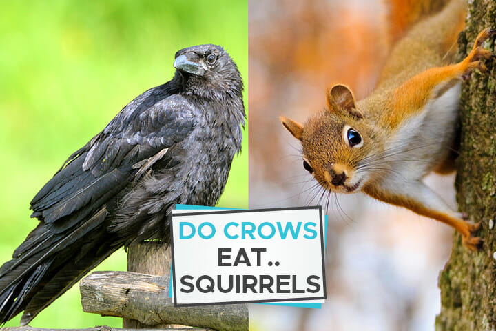 do crows eat squirrels