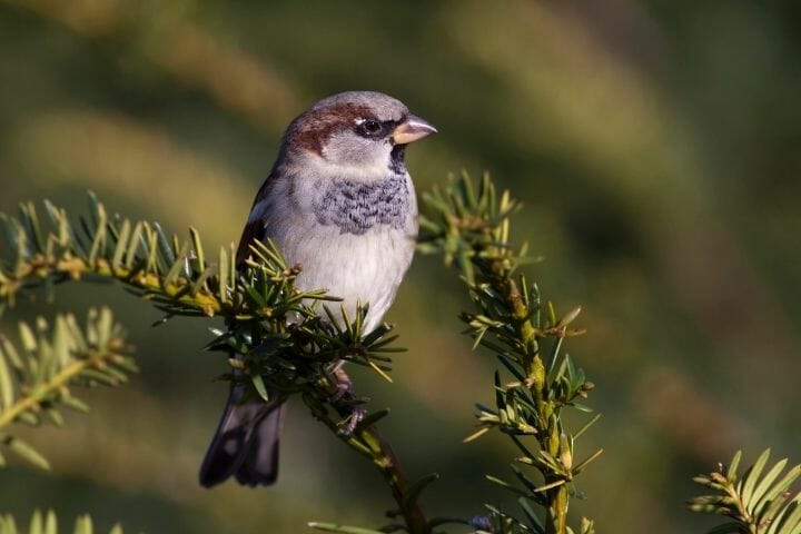 How Long Do Sparrows Live? [A Look at the Life Expectancy of this