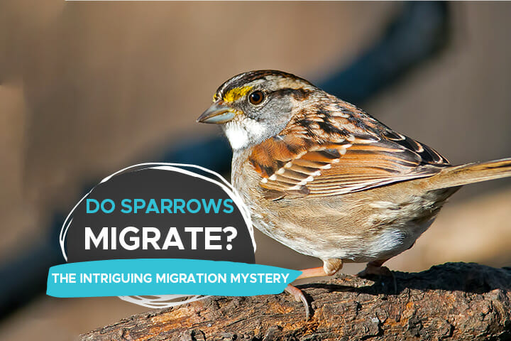 do sparrows migrate
