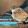 do sparrows migrate