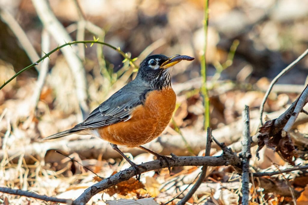 Do Birds Eat Slugs? [Which Birds Eat Slug And Snails & How ...