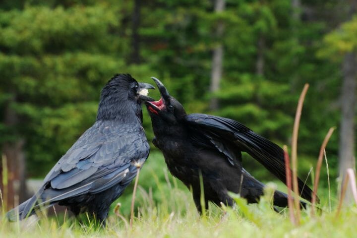 crows show their love