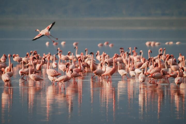 flamingos migrate