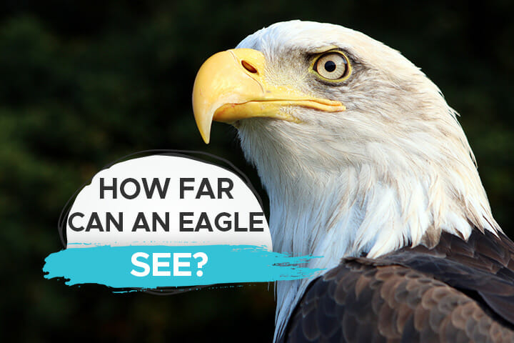 how-far-can-an-eagle-see-exploring-the-limits-of-eagle-s-vision