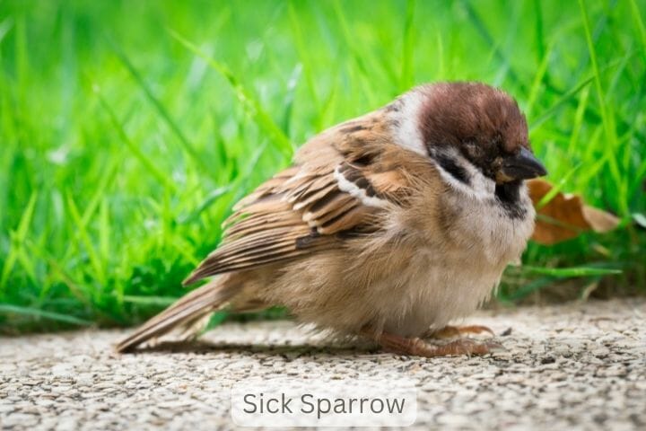 a Sparrow is Nearing the End of Its Life