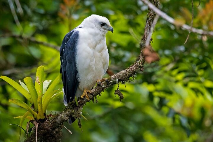 9 Stunning Hawks with White Heads - Birdwatching Buzz