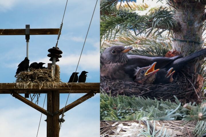 crow and blackbird nesting