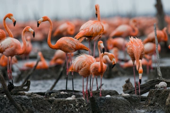 The Flamingo Population