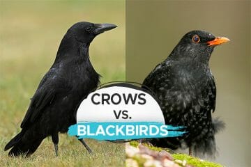 crows vs. black birds