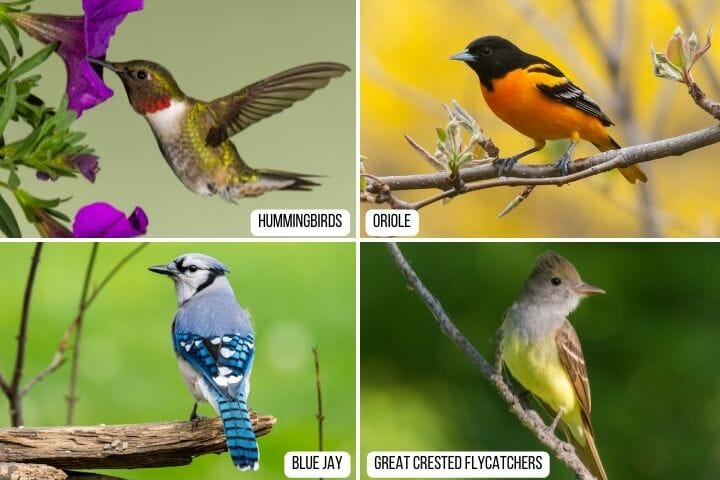 Types of Birds that Eat Butterflies