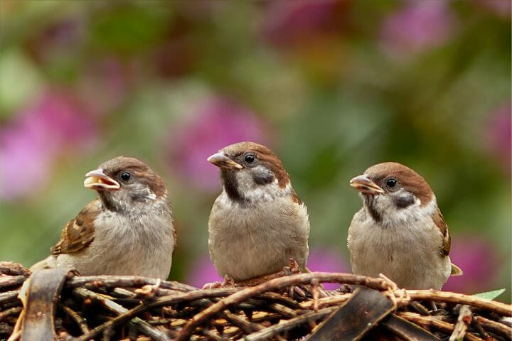 where do sparrows prefer to nest