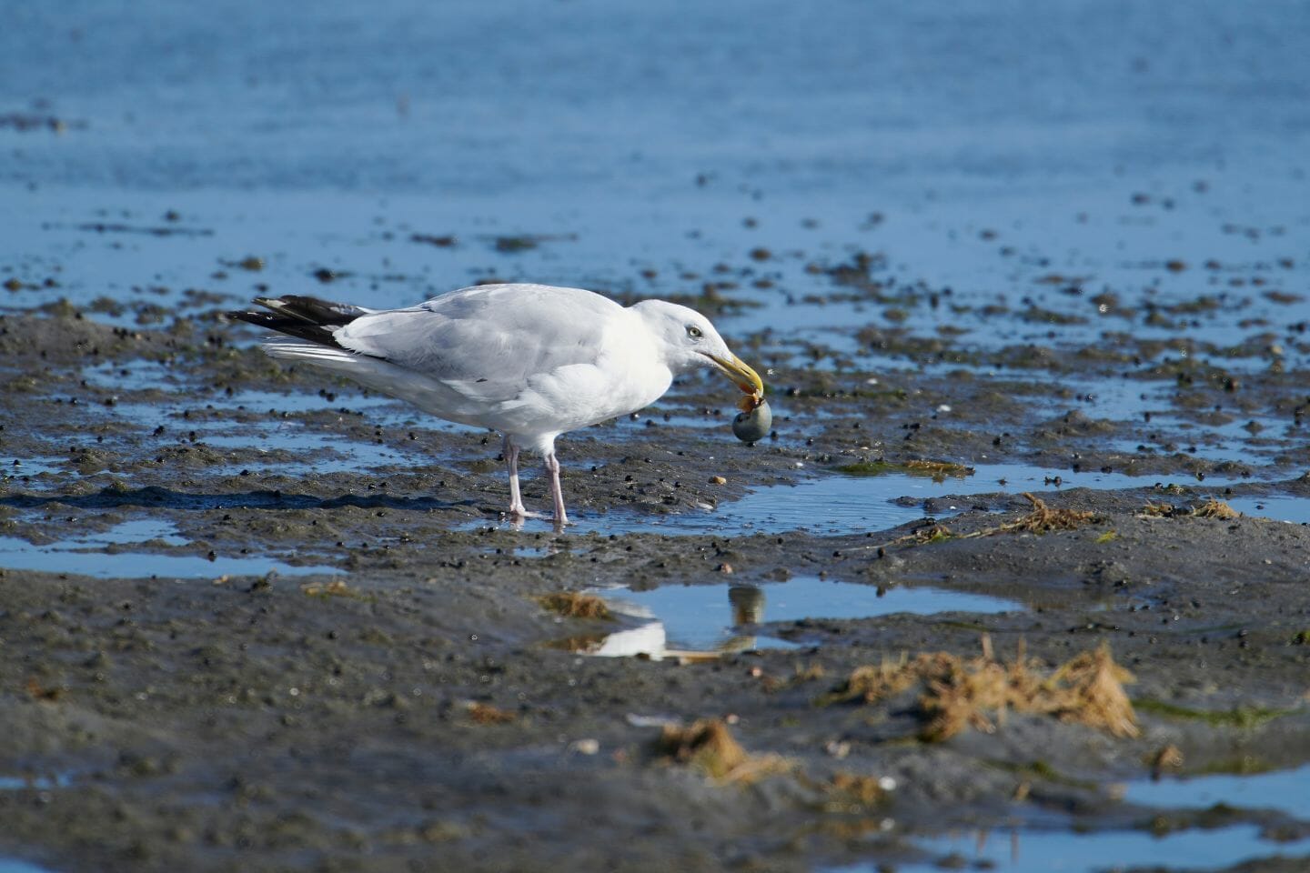 Do Birds Eat Slugs? [which Birds Eat Slug And Snails & How 