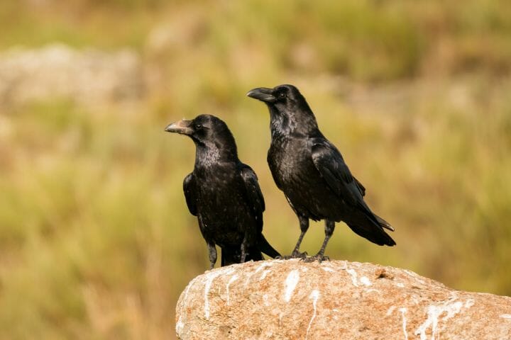 why do crows mate for life