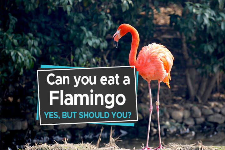 Can You Eat a Flamingo [Yes, But Should You?] - Birdwatching Buzz