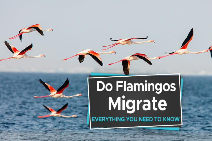do flamingos migrate