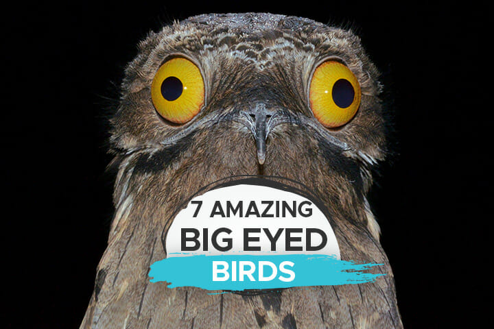 7 Amazing Birds with Big Eyes [And Other Peculiar Bird Eye Facts ...