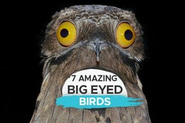 big eyed birds