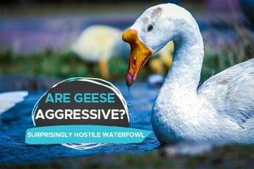 are geese aggressive