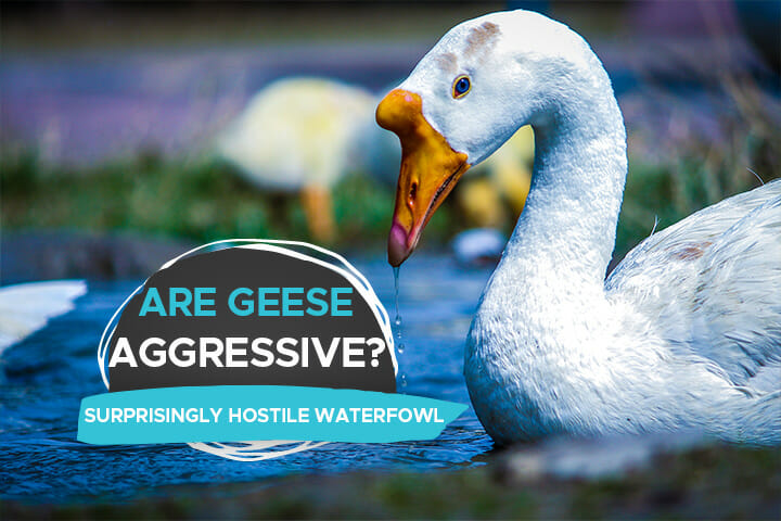 Are Geese Aggressive? [A Look into the Surprisingly Hostile World of