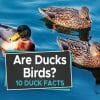 are ducks birds