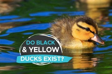 black and yellow ducks