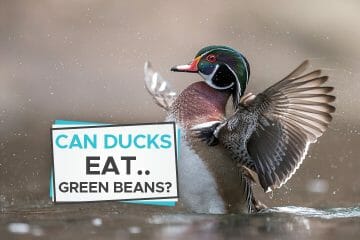 ducks eat green beans