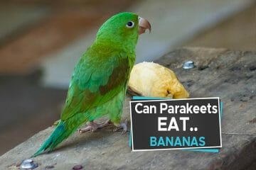 Parakeets Eat Bananas
