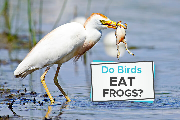 Do Birds Eat Frogs The Truth About This Nature Phenomena 