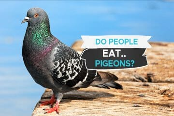 people eat pigeons