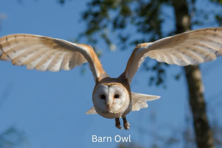 barn owl fly