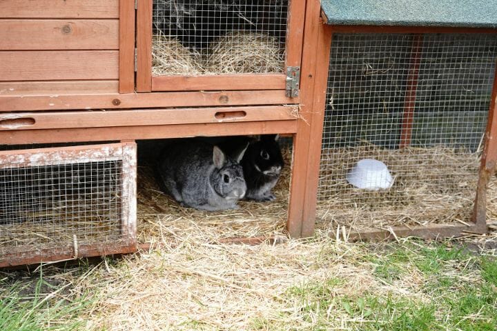 D o Owls Eat Rabbits? [Yes, and Here's Why] - Birdwatching Buzz