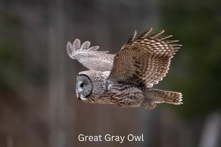 great gray owls fly
