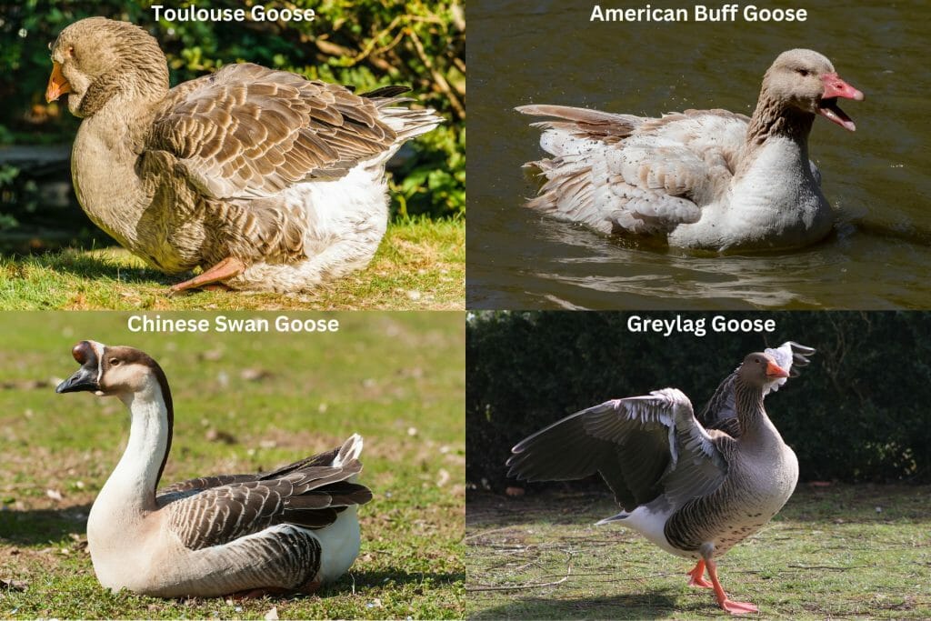 The Most Aggressive Geese Breeds
