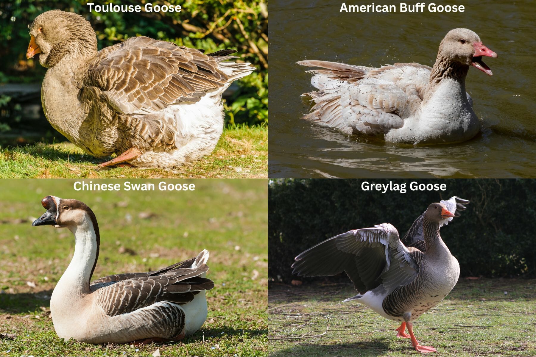 Are Geese Aggressive? [A Look into the Surprisingly Hostile World of