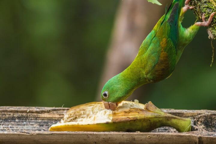 Nutritional Benefits of Bananas for Parakeets