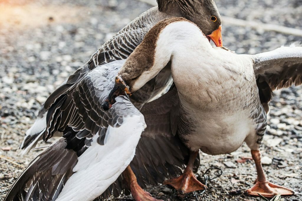 Are Geese Aggressive? [A Look Into The Surprisingly Hostile World Of ...