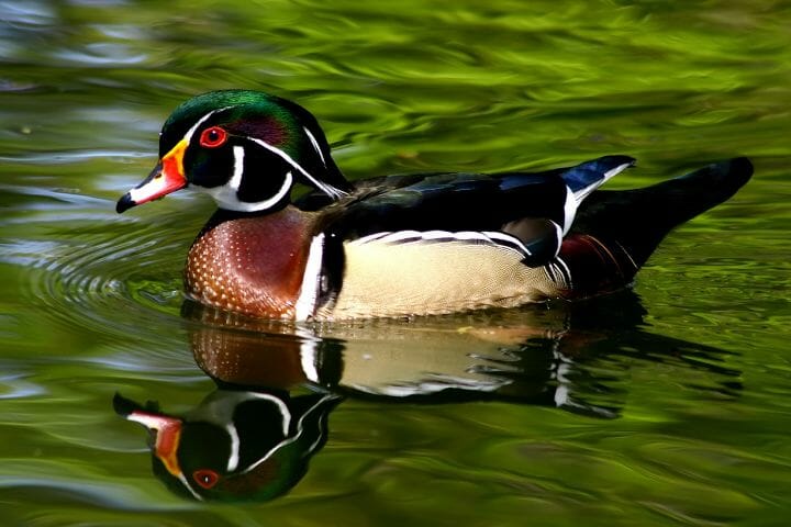 Are Ducks Birds? [10 Duck Facts You Should Know] - Birdwatching Buzz