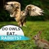 owls eat rabbits