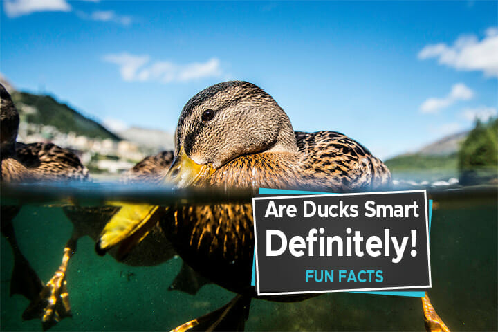 A​re Ducks Smart? [Definitely. But How Smart Are They] - Birdwatching Buzz