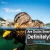 are ducks smart