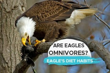 are eagle omnivores