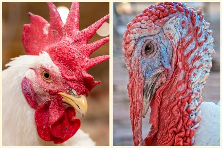 rooster vs turkey beak