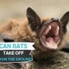 can bats take off from ground
