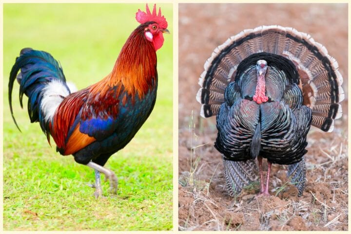 rooster vs. turkey color