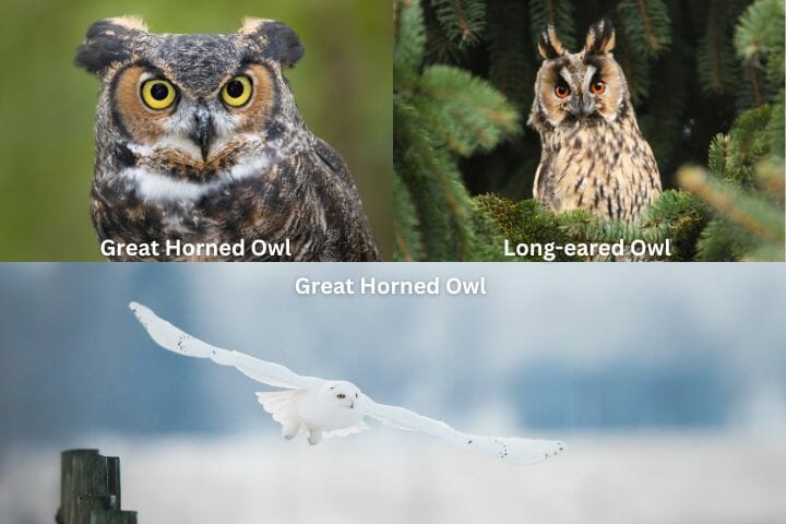 owls which eat bats