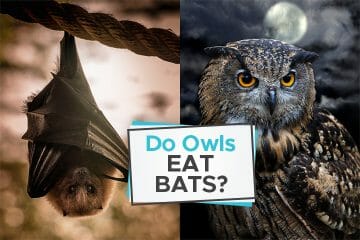do owls eat bats